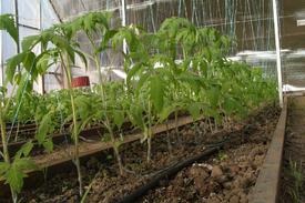 Как высадить рассаду помидоров