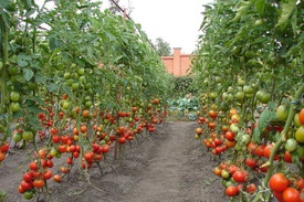 Особенности посадки помидор в открытом грунте