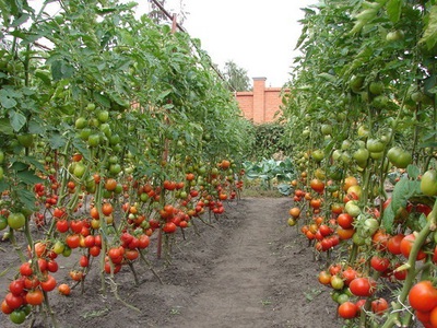 Высадка рассады помидор в открытый грунт в какое время высаживать томаты