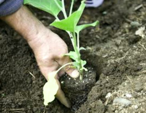 Высаживайте рассаду осторожно, что бы не повредить корни