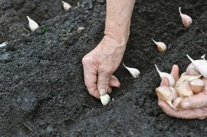 Как высадить чеснок в открытый грунт