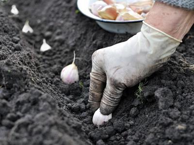 Обработка чеснока перед посадкой под зиму: как чистить семя для посадки, как протравить луковицы для посадки