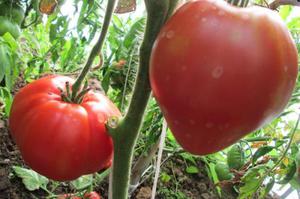 Как вырастить томат батяня