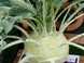 Как вырастить капусту кольраби