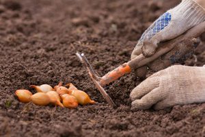 Как посадить лук-севок в открытом грунте