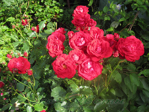 Как цветет розы Нина Вейбул