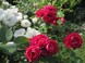 Как ухаживать за розами сорта Нина Вейбул