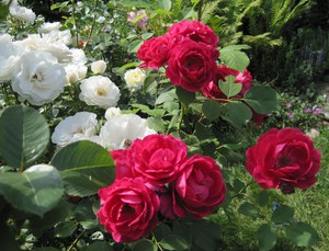 Как ухаживать за розами сорта Нина Вейбул