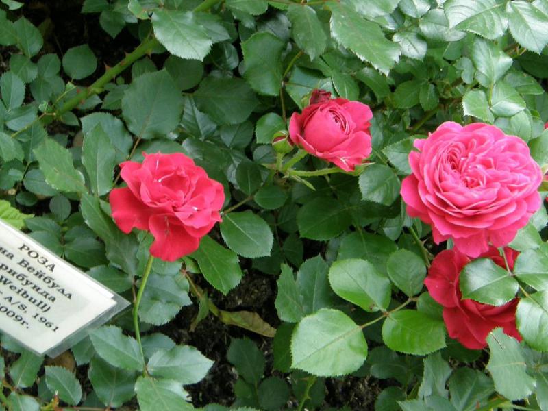 Как вырастить розы сорта Нина Вейбул