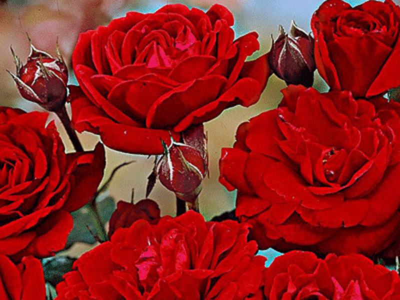 Болезни роз сорта Нина Вейбул