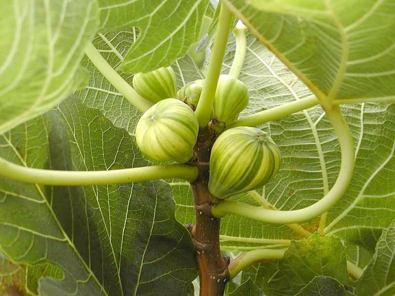 Смоковница - плодовое дерево