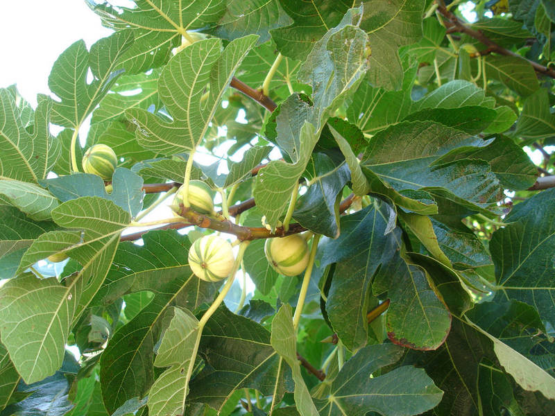  Растение Инжир (фиговое дерево  )