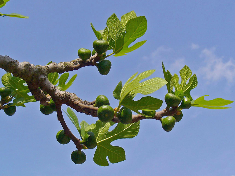  Дерево Инжир (смоковница)
