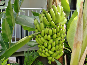Особенности выращивания бананов
