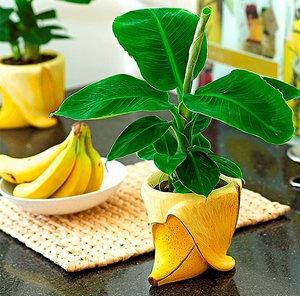 Как вырастить бананы дома