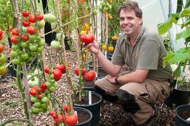 Особенности выращивания помидор