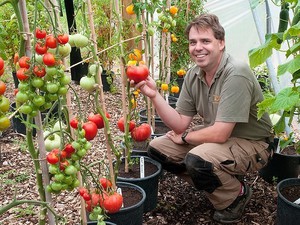 Особенности выращивания помидор