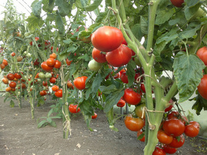 Агротехника роста помидор