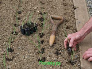 Овощ лук и его посадка в открытый грунт