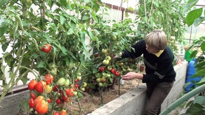 Описание правил выращивания помидор в теплицах