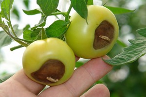 Возможные проблемы при выращивании помидор