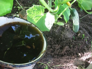 Подкормка огурцов в теплице после высадки натуральными удобрениями