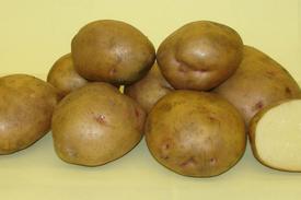 Ранние сорта картофеля: фото, описание, посадка