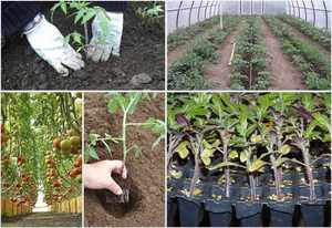 Как высадить рассаду помидоров в теплице