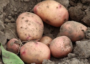 Описание, выращивание и уход за сортом картофеля Жуковский