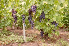 Чем полезен виноград