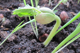 Выращивание фасоли в открытом грунт