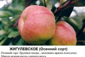 Какие сорта яблонь лучше всех растут в Сибири