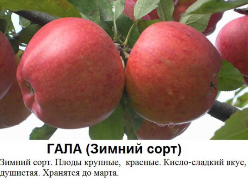 Какие сорта яблони лучше для выращивания в Сибири