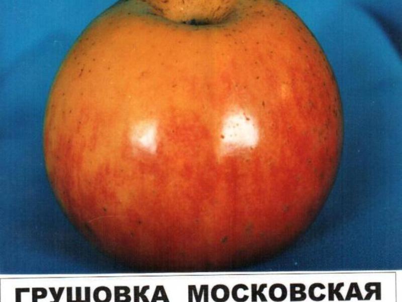 Выращивание яблонь в Сибири