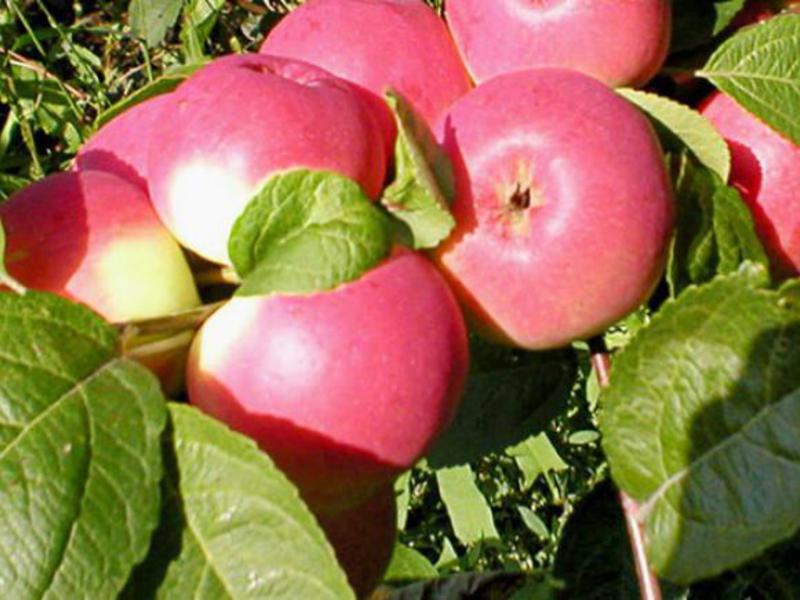 Особые сорта яблонь