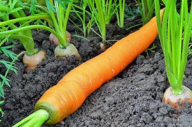 Как посадить морковь и уход за ней