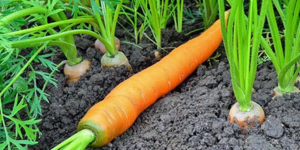 Как посадить морковь и уход за ней