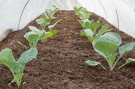 Как вырастить белокачаную капусту