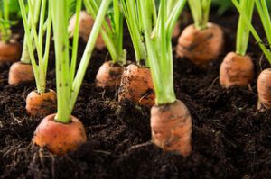 Как вырастить морковь из семян