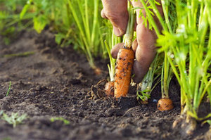 Как правильно посадить морковь весной