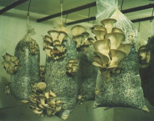 Какие грибы можно вырастить в домашних условиях