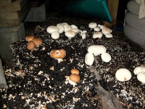 Как вырастить гриб в домашних условиях