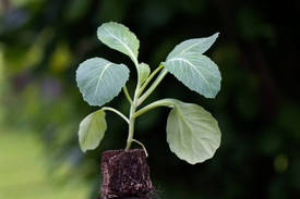 Как вырастить капусту из рассады