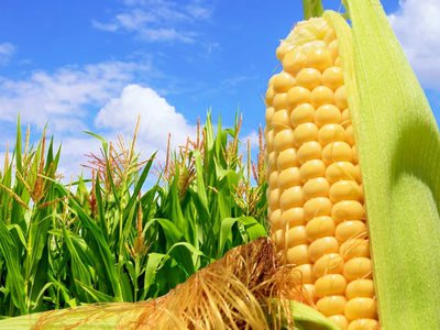 Кукуруза: сорта, посадка и уход за растением в открытом грунте