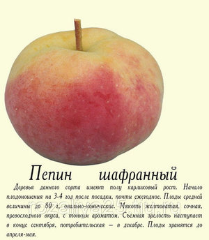 Сорт яблок Пепин шафранный