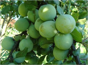 Спелые плоды сливы Ренклод зеленый