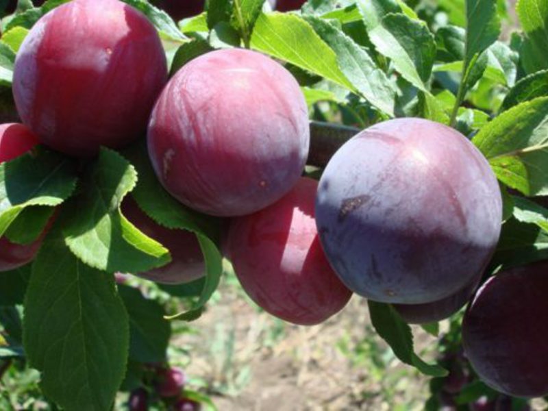 Слива Ренклод Альтана характеризуется высокими вкусовыми качествами плодов