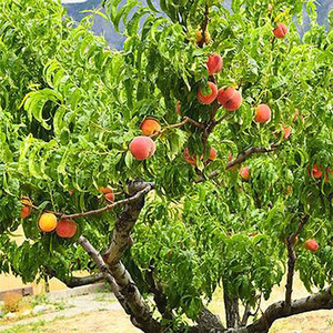 Обрезка персика в разных зонах весной