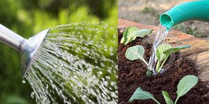 Как поливать рассаду капусты