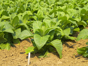 Способы выращивания табака